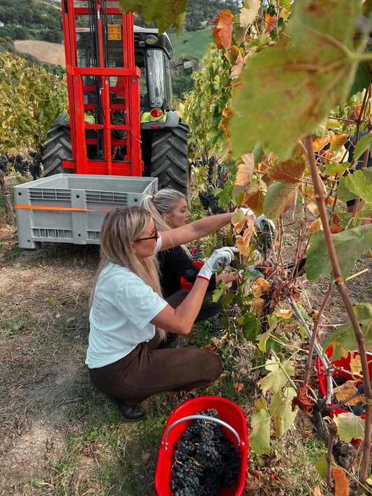 Why are “undisovered” wines the next big thing?