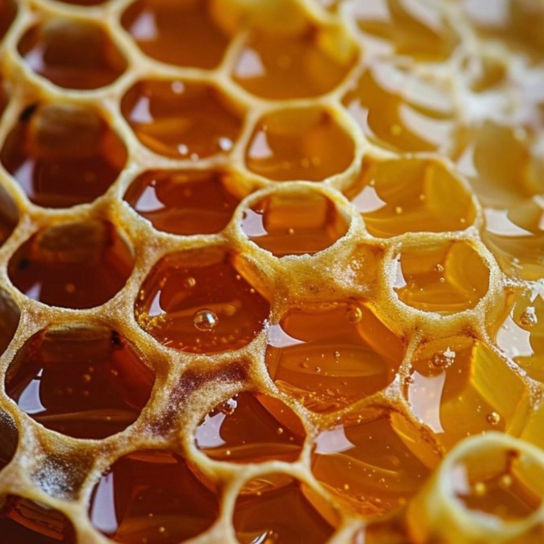 Close-up of honeycomb with honey