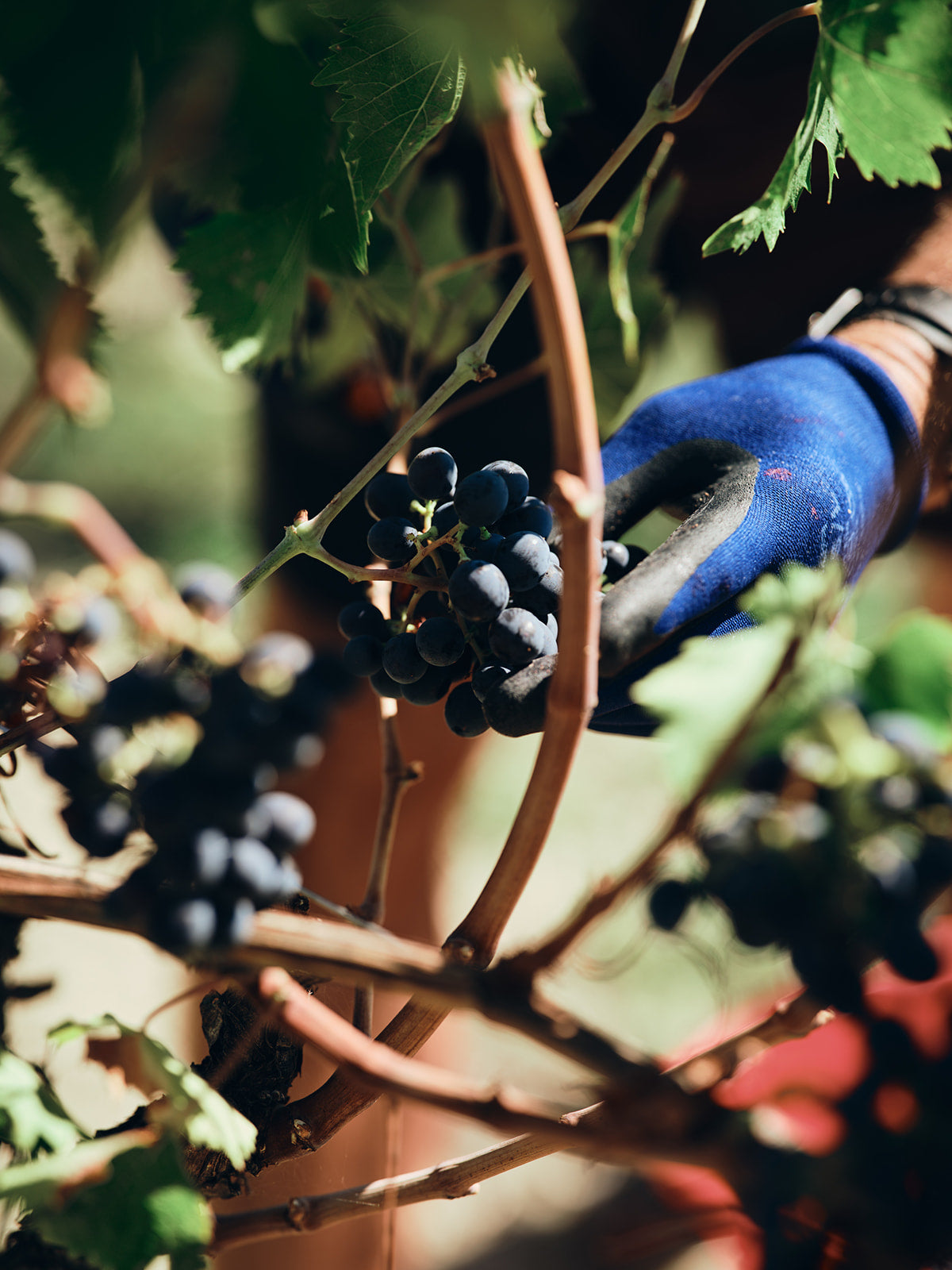 From award-winning vineyards, high in the mountains