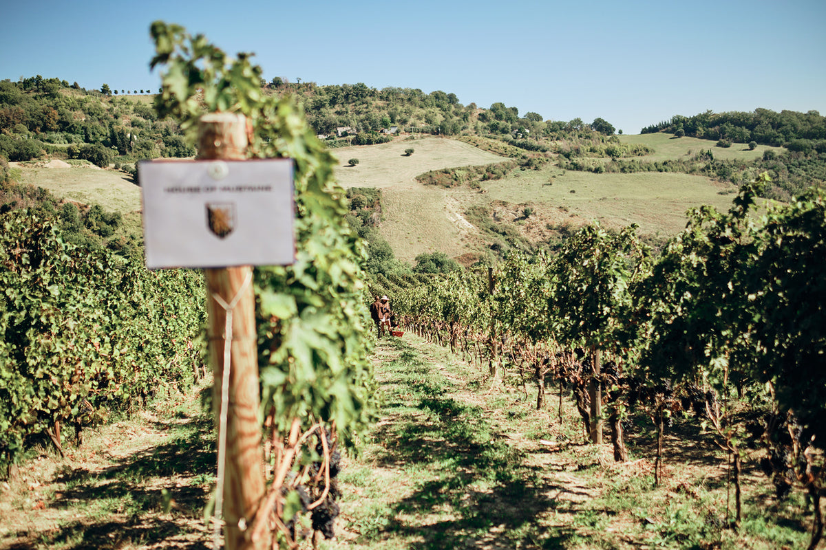 A 1,200-year-old vineyard, founded by Benedictine monks
