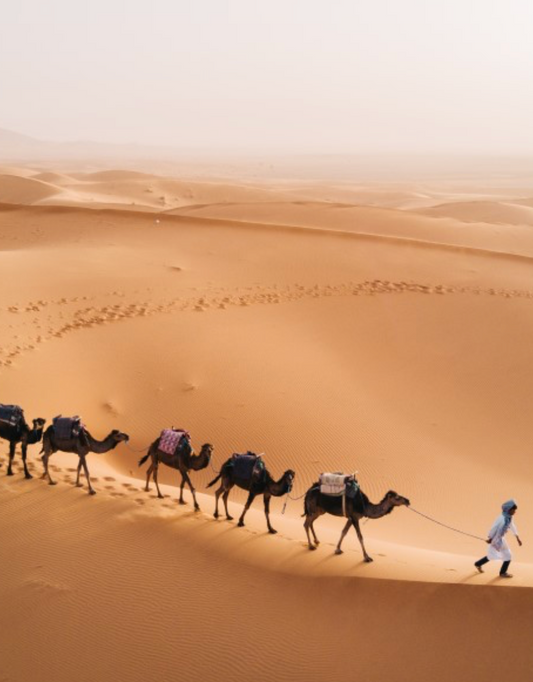Desert Safari & Camel Trekking Adventure